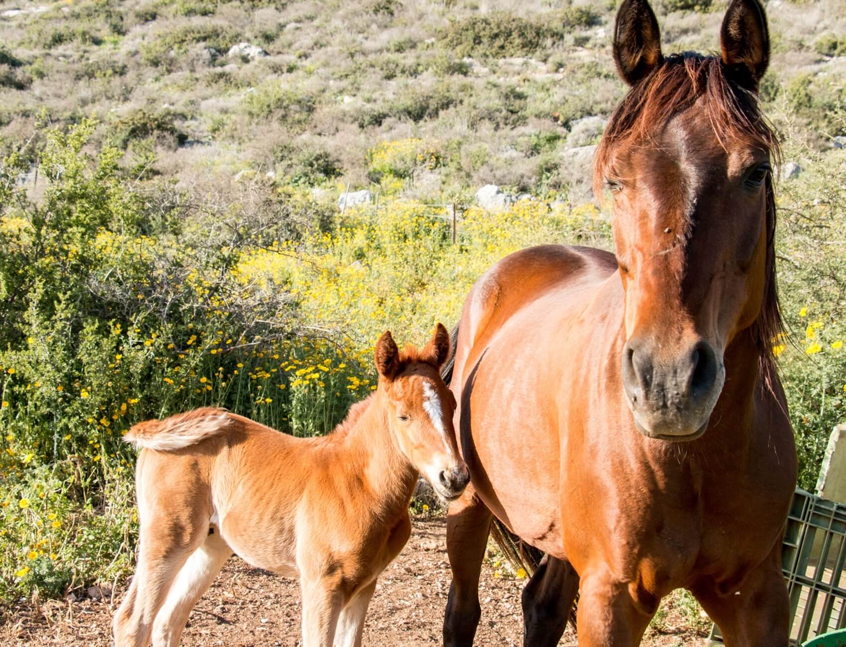 בשביל האושר - סוסים וריינג'ר